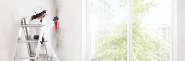 Best Post-Construction Mold Inspection  in Zwolle, LA